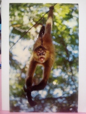 lot of 4 spider monkey Lowland Gorilla Barbary ape Chimpanzee 