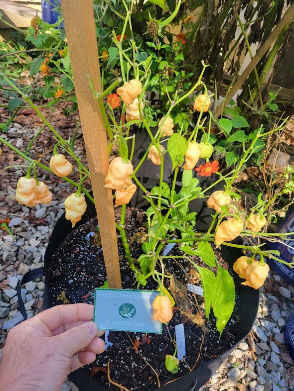 PEPPER X Peach Pepper 10 Seeds 2,000,000+ Scoville SUPER HOT