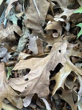 Real Oak Leaves Dried 2 Gallon Bags Aquarium Terrarium Isopod Food Fish Leaf New
