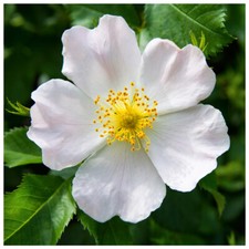 3 White Wild Rose Hedging 30-50cm Plants,Rosa Rugosa Alba, Flowers