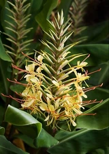 Hedychium gardnerianum | Himalayan & Kahili Ginger | Garland Lily | 10_Seeds