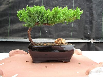 Juniper Bonsai Tree - Live Bonsai Tree - Great Starter Tree - Indoor Bonsai Gift