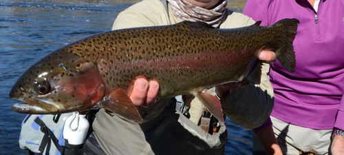 Eistüte Nymphen Chironomid Holo Purple - Premium Forelle Fliegenfischen Fliegen - Bild 16 von 24