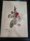 OKA - Set of 12 Anatomical Fruit Framed Prints - Black - A10012-1-10-1001-10 — photo 10