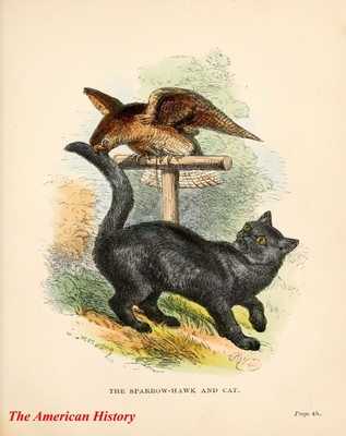 3843 Weir, Harrison (1824-1906) - Live Toys 1862 - Sparrowhawk & cat