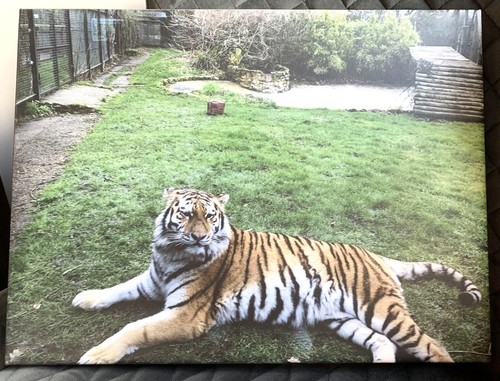 Animal (Tiger) Canvas Photo Print Art 16" x 12" - Picture 2 of 4