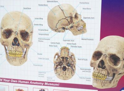 Supreme 4D Model Human Skull Natural | eBay
