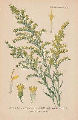 Kanadische Goldrute (Solidago canadensis) CHROMO-LITHOGRAFIE von 1896 D. Bois