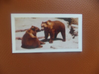 Hornimans ''Wilde Tiere'' 1958 Original Teekarte, Nr.25 der Kodiakbär.