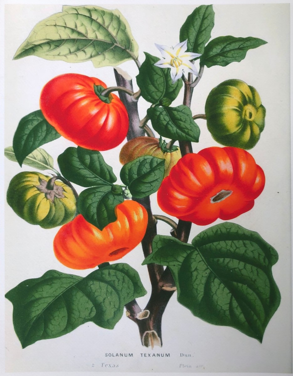 Botanical Giclee Print #2 Beautifully Custom Framed FREE SHIPPING