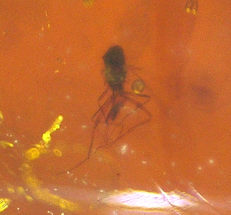 Large Beetle Water Enhydro in Burmese Amber Fossil with Resin Flows Dinosaur Age