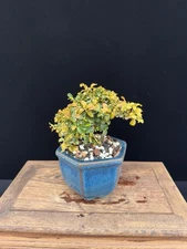 Kingsville Boxwood Bonsai – Mame Style | Rooted & Trained | ~8 Years Old