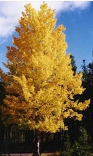 fReE! bOgO! 40  Tulip Poplar Seeds (Liriodendron tulipifera) Native Organic