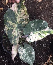 5x-Variegated Alocasia Regal Shields Bulbs- PLEASE READ DESCRIPTION!!