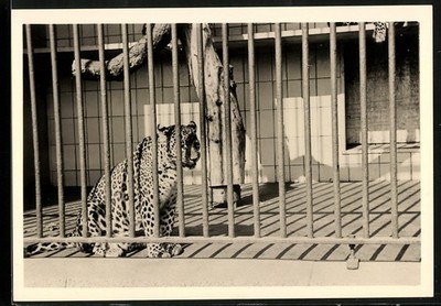 Photograph Captured Leopard Behind Bars in a Zoo 