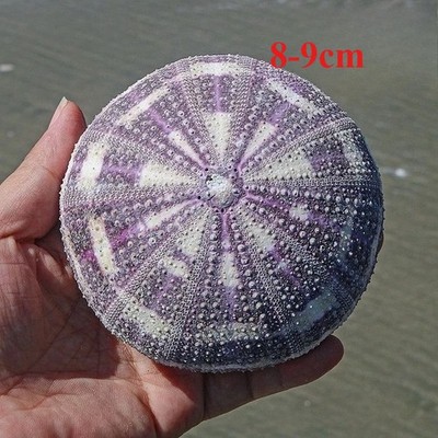 1pcs  New Natural Green Sea Urchin Shell Empty Phoenix Sea Urchin Conch Shell