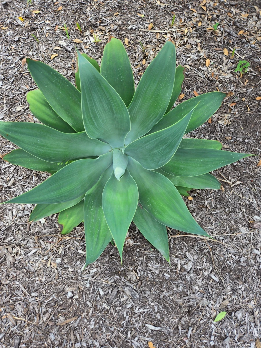 Agave Full Sun Cactis&Succulents for sale | eBay