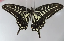 PA13720. Insects, butterflies: Papilio sp. North Vietnam
