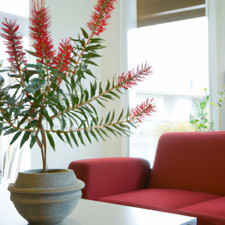 Callistemon Captain Cook 'Bottlebrush' Tropical House Plant 20 Fresh Rare Seeds
