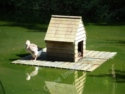 Foto 6x4 Entenhaus Hallwood grün schwimmendes Entenhaus bei Hellens c2009