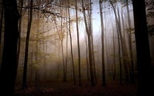 Landscape nature forest fall trees Custom Gaming Mat Desk