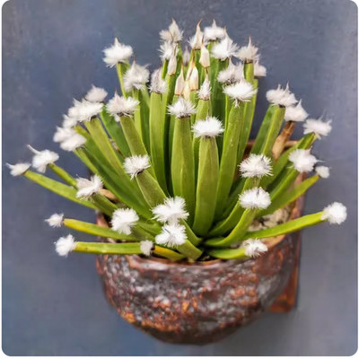 6-9cm Agave albopilosa Succulent Cactus Plant Home Garden Décor Boutique