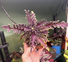 Coleus Kiwi Fern in a 4” pot