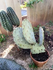 🌵 Prickly Pear Cactus Pads, BULK LOT! 🌵