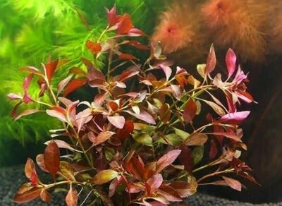 rare! ludwigia repens rubin SUPER RED plante facile tres rouge aquarium - Photo 1/3
