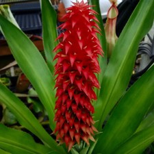 Ronnbergia veitchii 'El Copé'-cloud forest bromeliad, long-lasting inflorescence