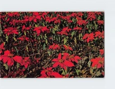 Postcard Poinsettia Field