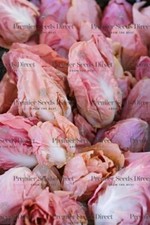 Chicory Pink - 3 grams