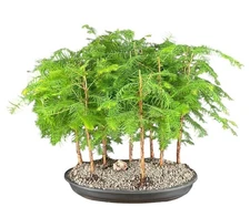 Dawn Redwood 9 Tree Forest Group 15"H Outdoor Metasequoia Glyptostrobides