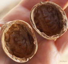 Walnut Shell Halves in Pairs Natural Arts & Crafts Supply, 1.4" - 1.5" inch long