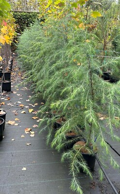 Cedro Dell'Himalaya In Vaso - Pianta Cedrus Deodara, Altezza 70-90 Cm, Vaso ø11 Cm, Da Vivaio Di Castelletto - Foto 10