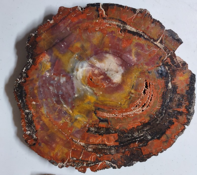 Rainbow Araucaria sp. Slab, Early Triassic, Chinle Fm., Navajo County, Arizona