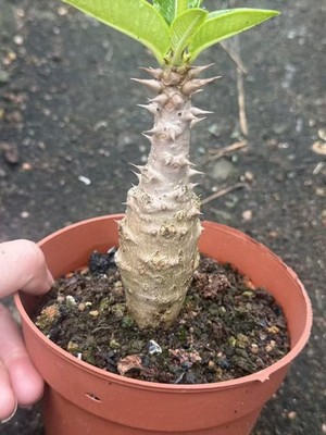 RareSucculent Cactus Plant Pachypodium Baronii Windsorii Garden Decor Boutique