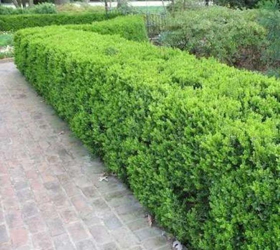 Japanese Boxwood ( Buxus ) - Live Plant - ( 2.5 QT ) - Evergreen - Image 3 of 4
