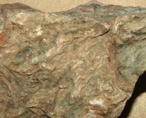 Phycodes - Low Ordovician (Floian) ichnofossils from Estonia - Picture 4 of 6