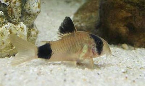 5+1  Panda Corydoras Live Fish 2 Day Fedex Shipping
