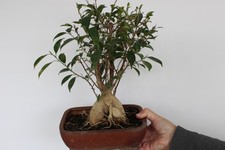 ficus bonsai