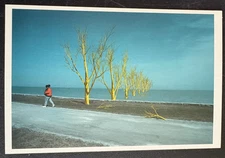 art postcard Hye Jin Joo Overgrown Artificiality 2001 painting  gallery invite