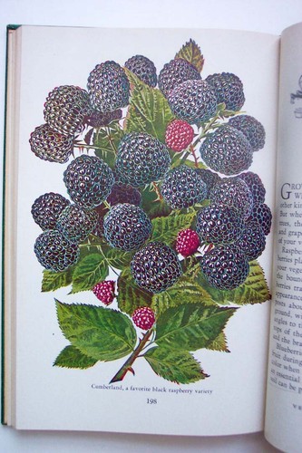 Vegetable Gardening In Color, 1944 Color Photos & Text On Growing Vegies & Herbs - Picture 10 of 11
