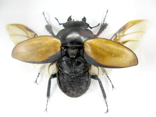 Odontolabis elegans M&F - ein riesiges Insekt in 3D Vitrine in Museumsqualität - Bild 3 von 12