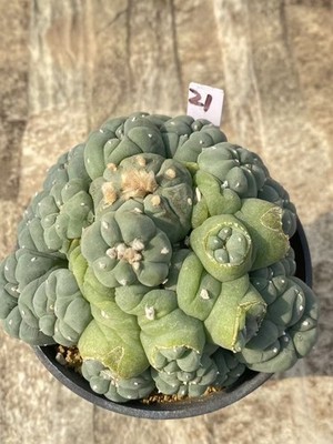 LF Succulent Multiple heads Plant Garden beautiful Plant seedgrowth WYSIWYG 21