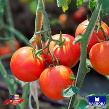 50 Tomato Fresh Seeds MoneymakerNon-GMO Heirloom Vegetable