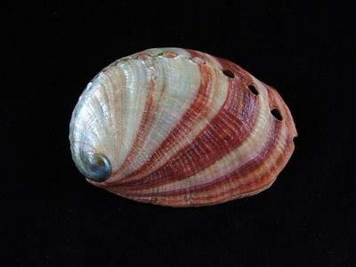 Muschel Haliotis discus 77,2mm ID#9152