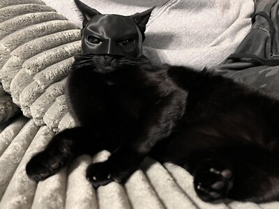 Batman Mask Funny For Cats 11CM Black Kitten Costume Mask For