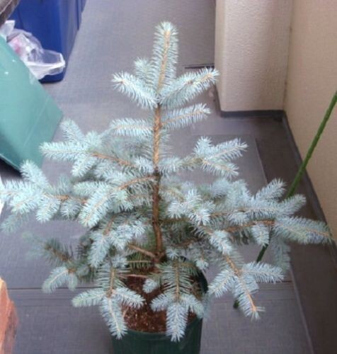 Jetzt pflanzen ! Weißer Tannenbaum schnellwüchsige Pflanze Deko Samen