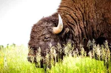 Buffalo Photography Prints - Great Plains Bison Wall Art - Midwest Decor
